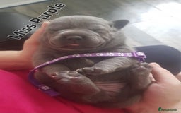 Staffordshire Bull Terrier dogs for sale: Beautiffull KC Staffordshire bull terrier  pups. - Image 10