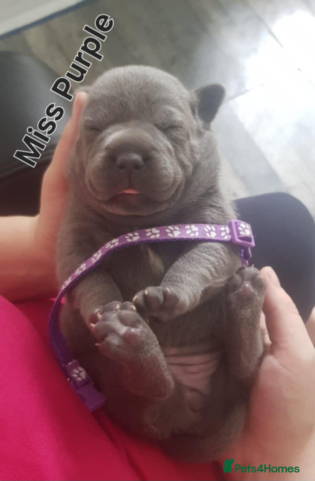 Staffordshire Bull Terrier dogs for sale: Beautiffull KC Staffordshire bull terrier  pups. - Image 10