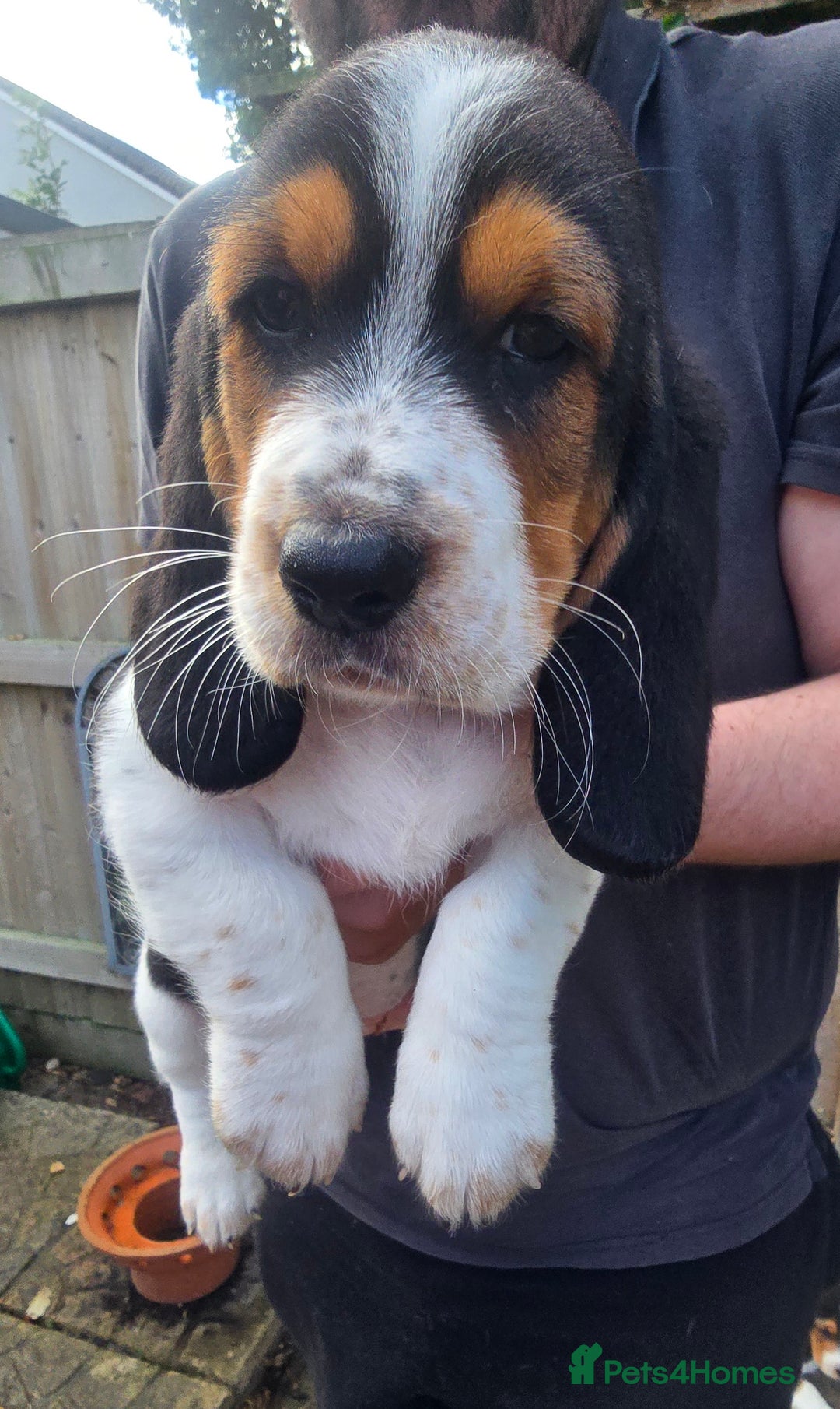 Basset Hound dogs for sale: Beautiful Basset Hound puppies for sale  - Image 4