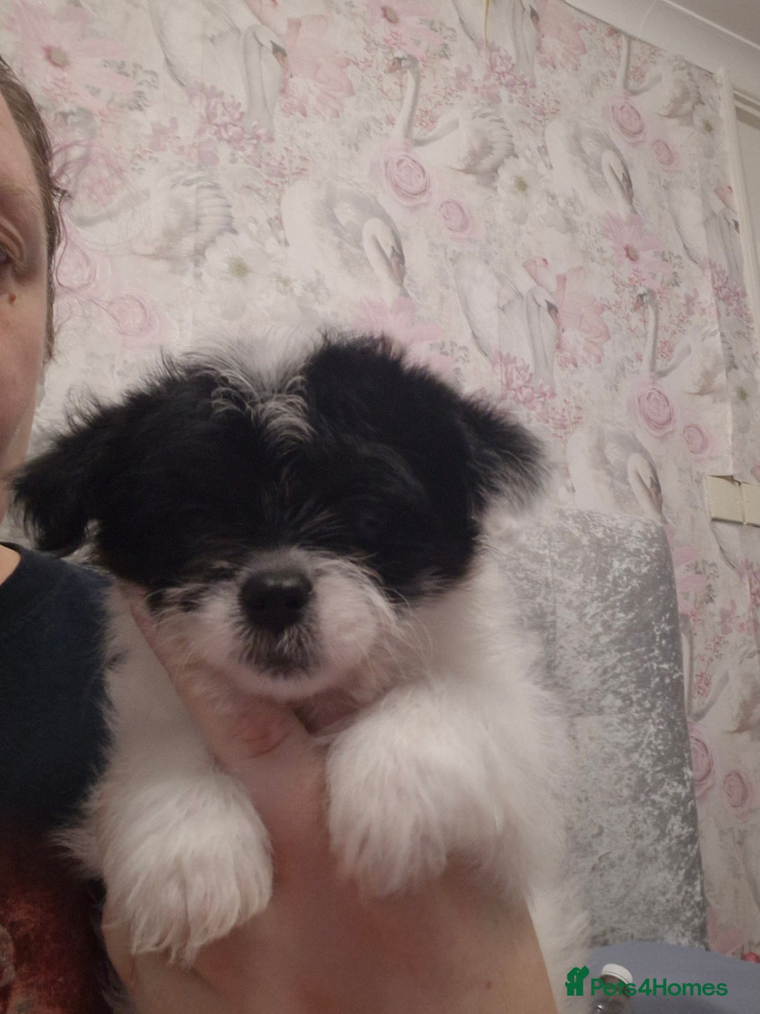 Mixed Breed dogs for sale: Stunning maltipoo x pug baby  - Advert 1