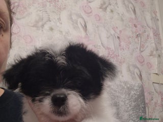 Mixed Breed dogs Stunning maltipoo x pug baby - Advert 1