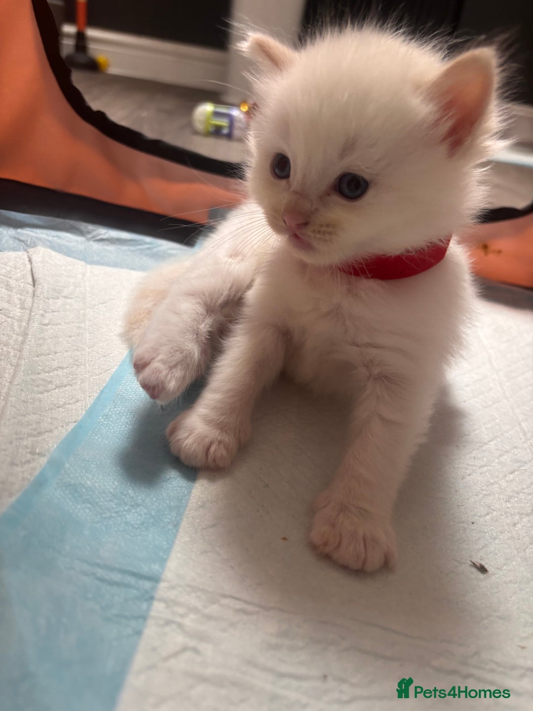 Ragdoll cats for sale: Ragdoll Kittens  - Image 10