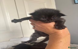 Ragdoll cats for sale: Ragdoll kittens  - Image 8