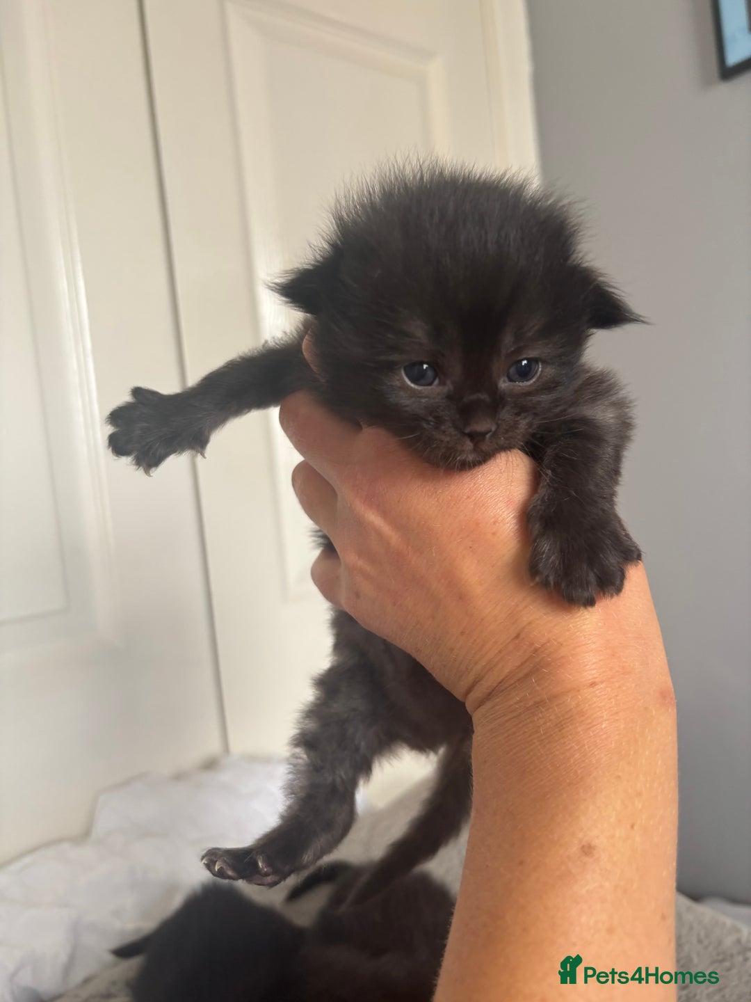 Ragdoll cats for sale: Ragdoll kittens  - Image 8