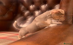 Jack Russell dogs for sale: Fantastic litter of miniature jr rare  colours  - Image 12