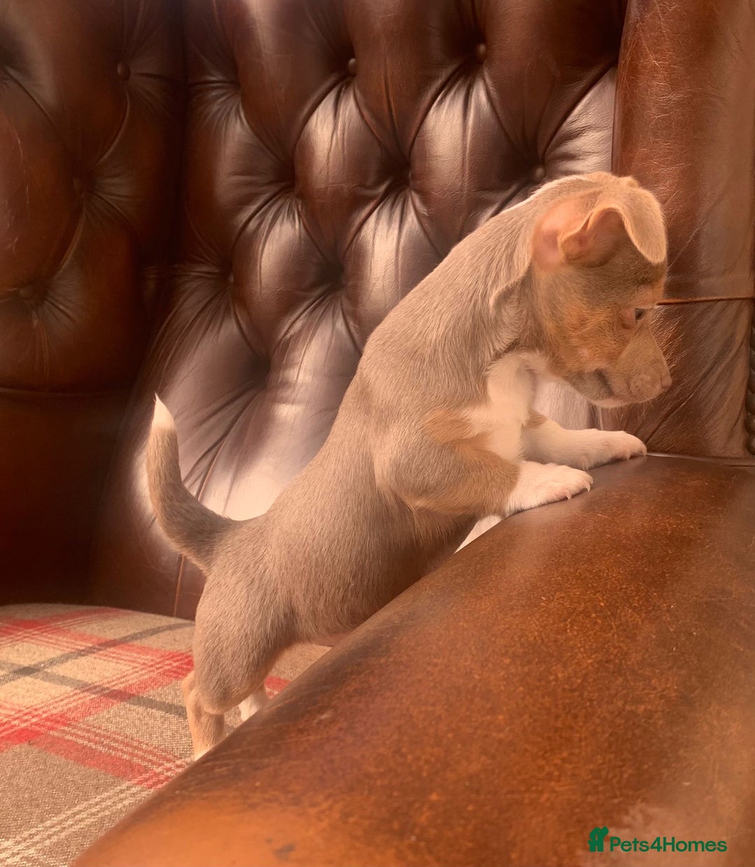 Jack Russell dogs for sale: Fantastic litter of miniature jr rare  colours  - Image 12