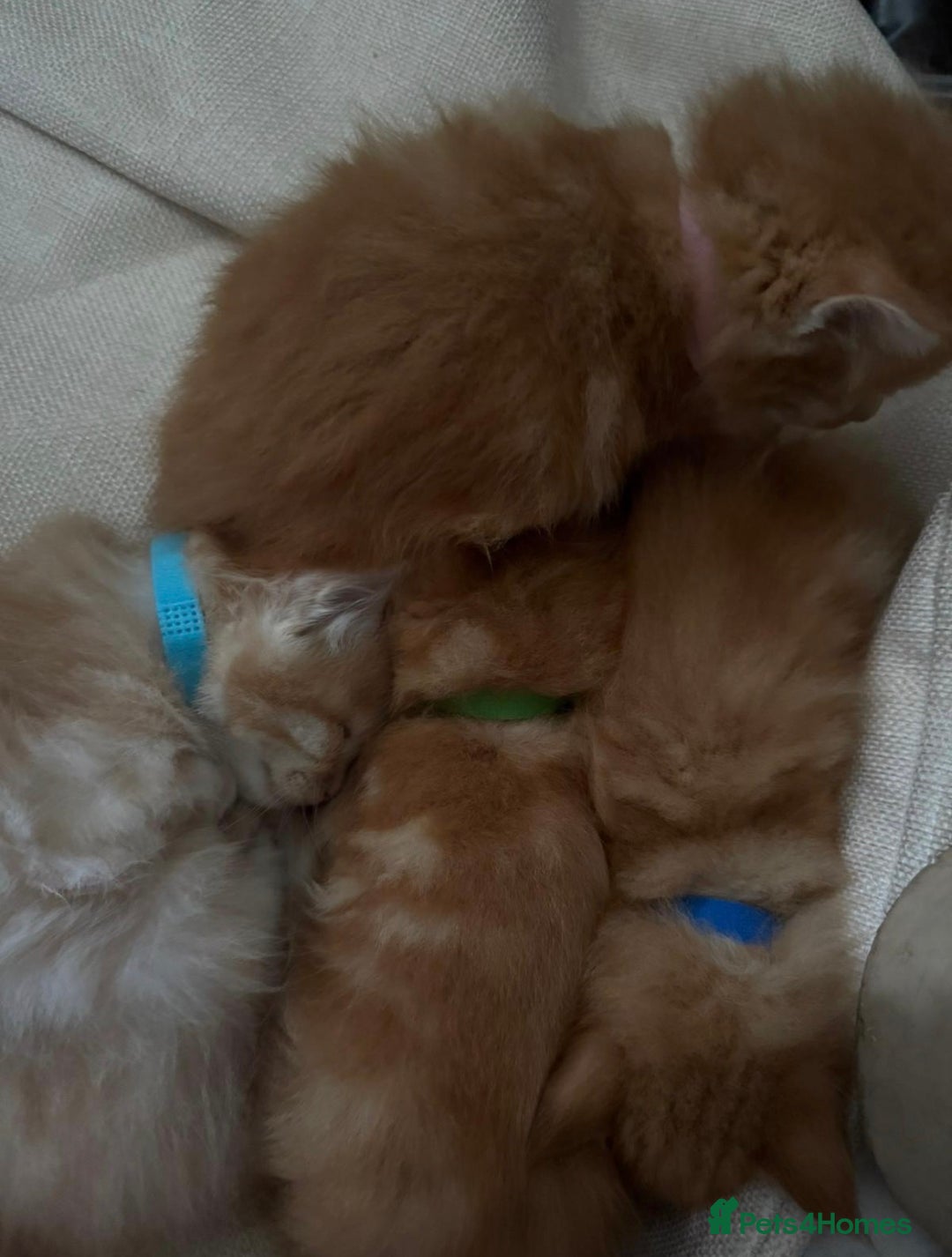 Maine Coon cats for sale: Maincoon kittens  - Advert 4