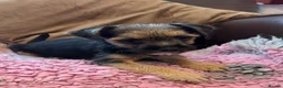 Mixed Breed dogs for sale: Beautiful border cross female puppy  - Advert 5