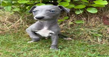 Whippet dogs - Advert 5