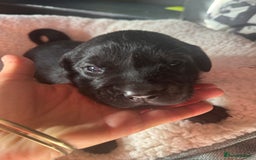 Labrador Retriever dogs for sale: EXCELLENT &UNIQUE LAB PUPPIES AV 12 NOV £1450 - Image 20