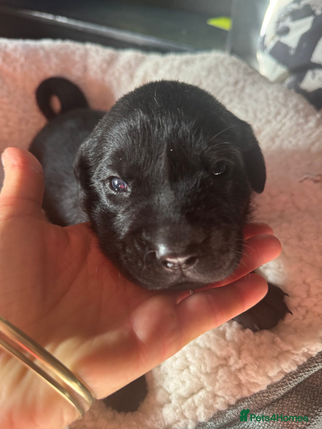 Labrador Retriever dogs for sale: EXCELLENT &UNIQUE LAB PUPPIES AV 12 NOV £1450 - Image 20