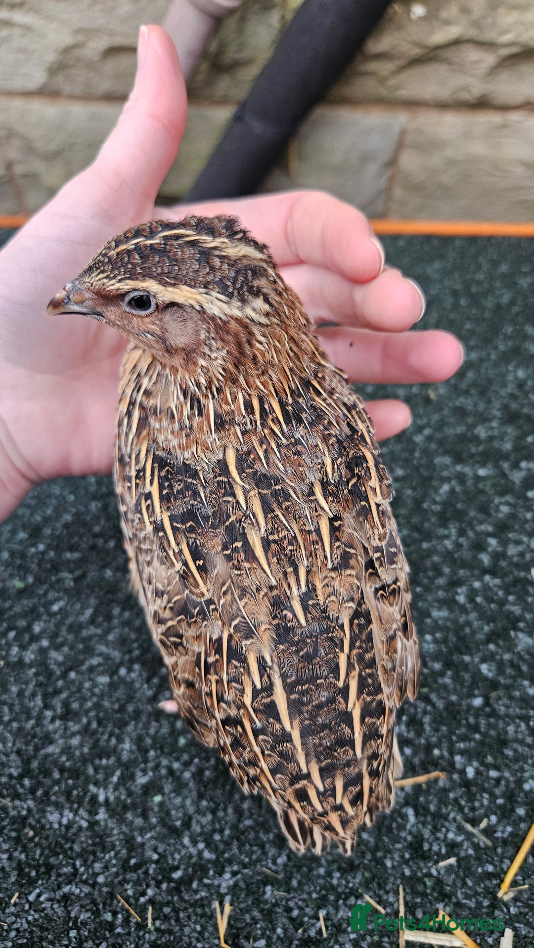 Quail poultry for sale: Japanese Quail – Young Birds Available - Advert 19