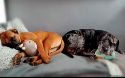 Mixed Breed dogs for sale: Mix breed Staff  - Advert 2