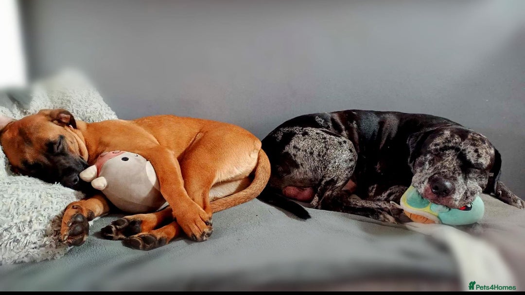 Mixed Breed dogs for sale: Mix breed Staff  - Advert 2