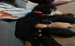 Toy Poodle dogs for sale: KC toy poodle puppies - Image 17
