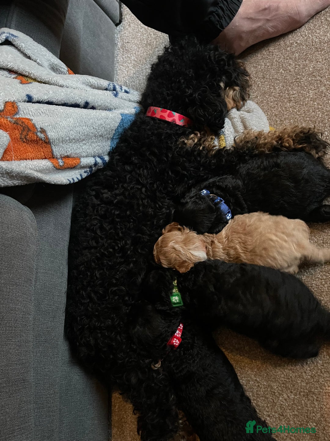 Toy Poodle dogs for sale: KC toy poodle puppies - Image 17