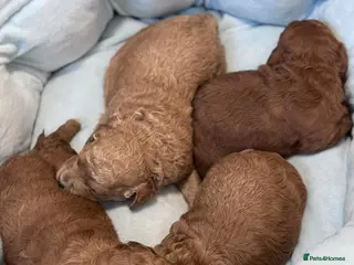 Cockapoo dogs Laboratory Health tested parents - Advert 2