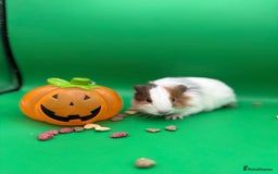 Guinea Pig rodents for sale: Beautiful female guinea pigs  - Image 3