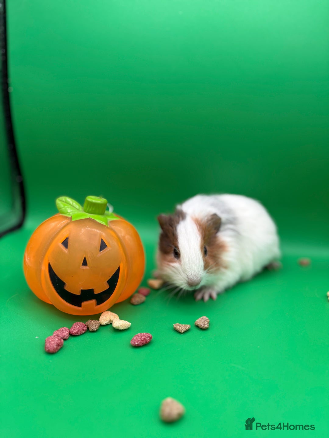 Guinea Pig rodents for sale: Beautiful female guinea pigs  - Image 3