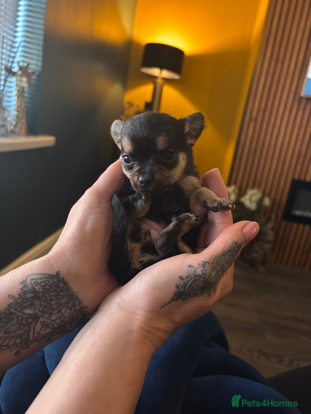 Chihuahua dogs for sale: GORGEOUS LONGHAIRED MERLE CHIHUAHUAS  - Advert 28