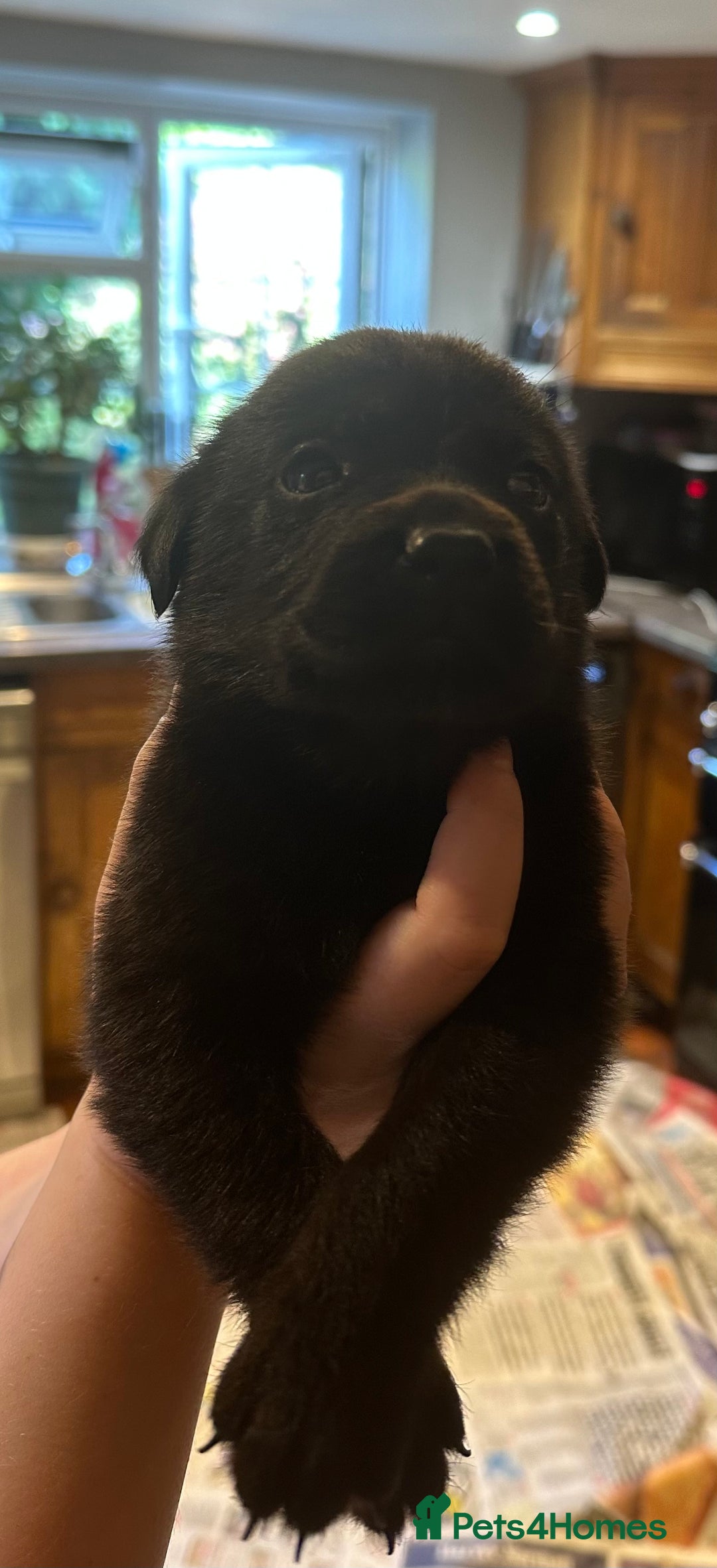Mixed Breed dogs for sale: Rottweiler cross Labrador *READY TO VIEW* in Oxted - Image 28