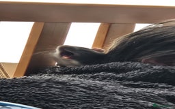 Rat rodents for sale: Free Rats with Cage etc, to good home - Image 9