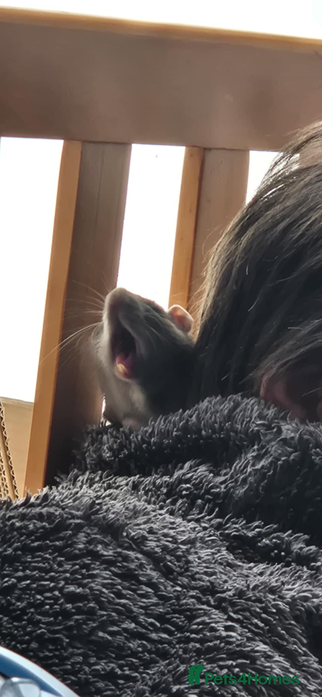 Rat rodents for sale: Free Rats with Cage etc, to good home - Image 9