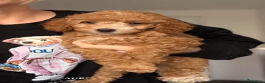 Cockapoo 4