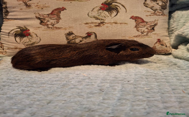 Guinea Pig rodents - Advert 2