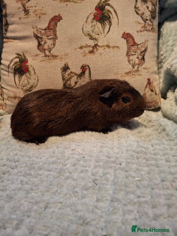 Guinea Pig rodents - Advert 16