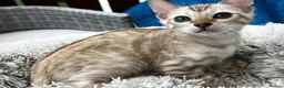 Bengal cats for sale: Bengal - Advert 3