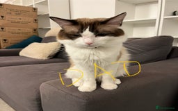 Ragdoll cats for sale: Pure Ragdoll kittens for sale london  - Image 10