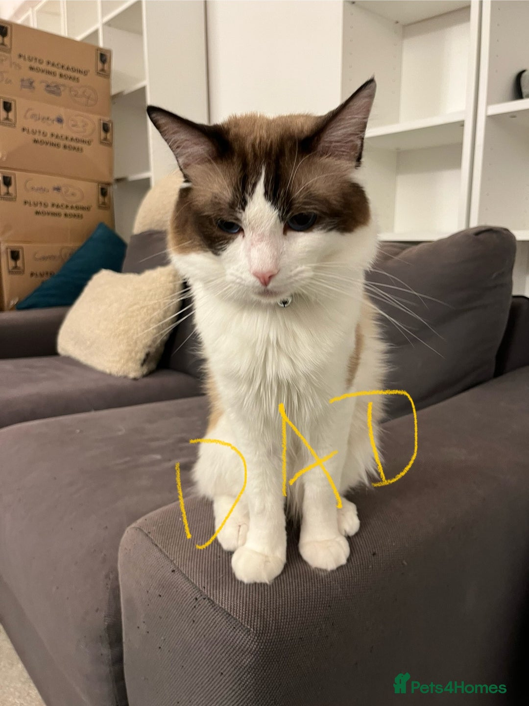 Ragdoll cats for sale: Pure Ragdoll kittens for sale london  - Image 10