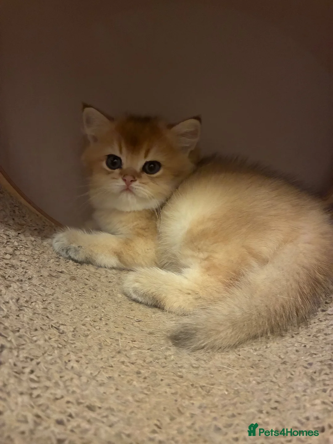 British Shorthair cats for sale: Stunning British Golden Kittens For Sale - Advert 2