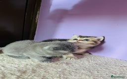 Scottish Fold cats for sale: Beautiful litter Scottish fold ready to reserve ❤️ - Image 13