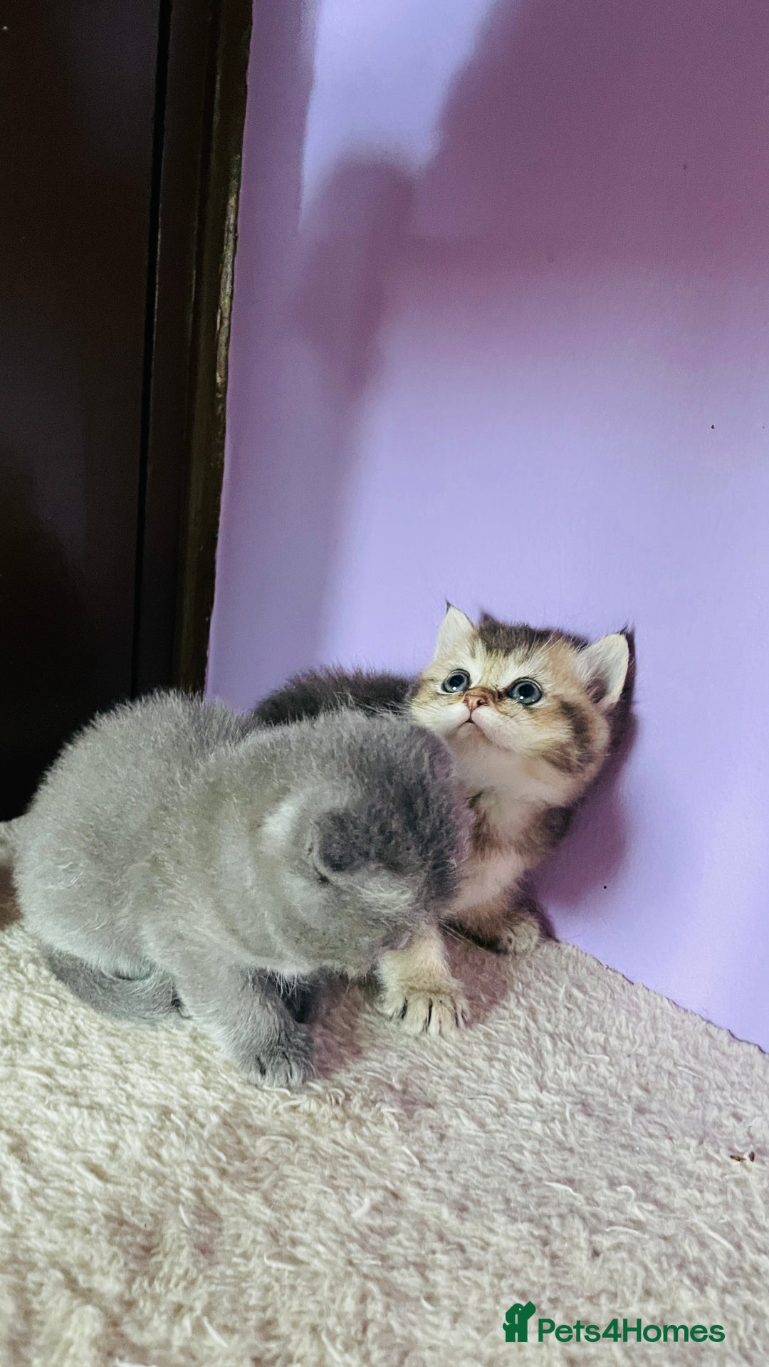 Scottish Fold cats for sale: Beautiful litter Scottish fold ready to reserve ❤️ - Image 13
