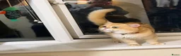 British Shorthair cats for stud: Purebred British male golden cat - Advert 12