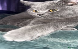 British Shorthair cats for sale: Meet stitch  - Image 2