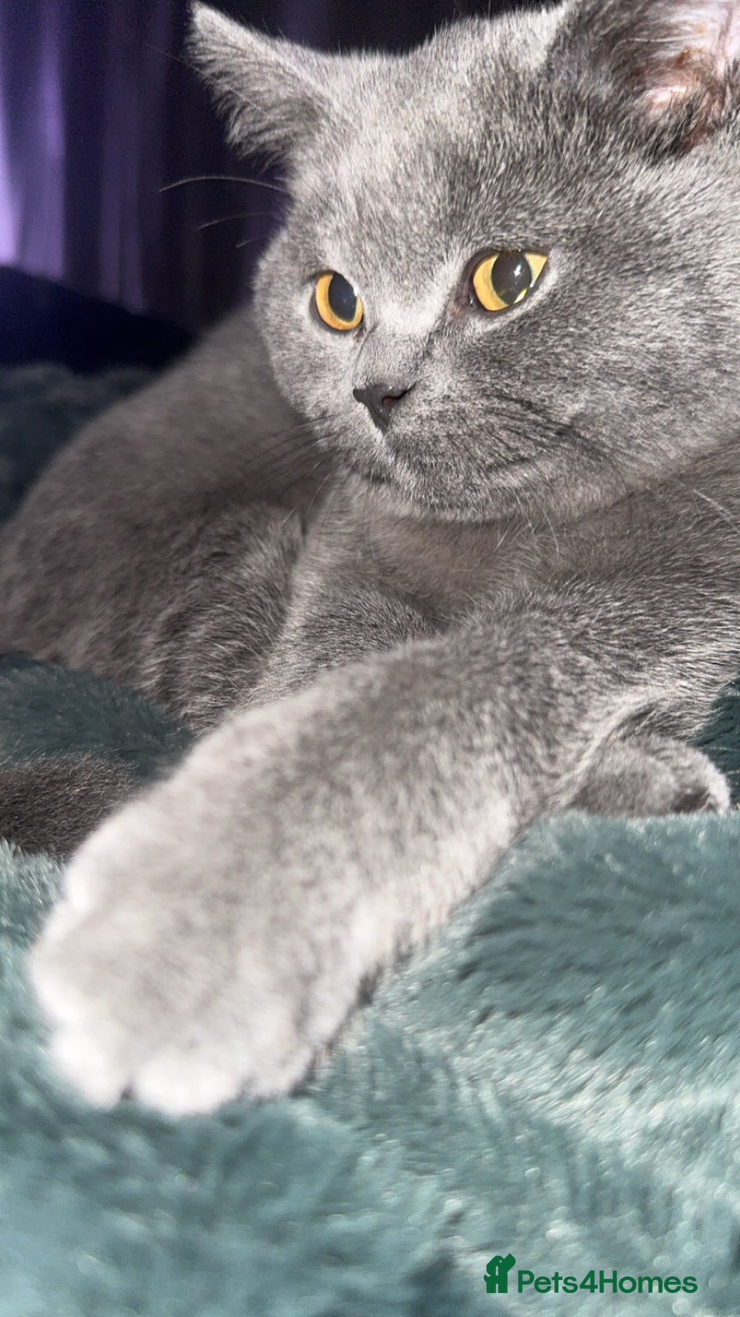 British Shorthair cats for sale: Meet stitch  - Image 2