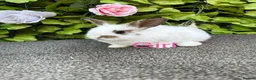 Mini Lop rabbits for sale: Adorable Mini Lop babies  - Advert 2