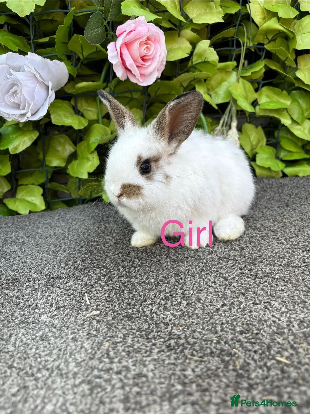 Mini Lop rabbits for sale: Adorable Mini Lop babies  - Advert 2