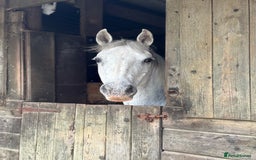 Other Breed horses for sale: Cob x Arab  - Image 1