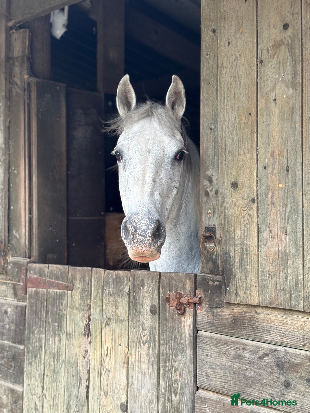 Other Breed horses for sale: Cob x Arab  - Image 1