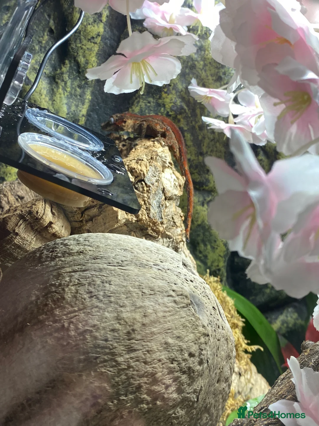Gecko reptiles for sale: Beautiful Gargoyle Gecko with Full Bio setup in Nelson - Advert 1