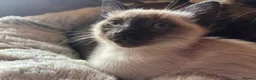 Tonkinese cats for sale: Superb Tonkdoll girl - Advert 4