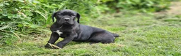 Cane Corso dogs for sale: 3 Cane Corso Puppies ready for their new home - Advert 13