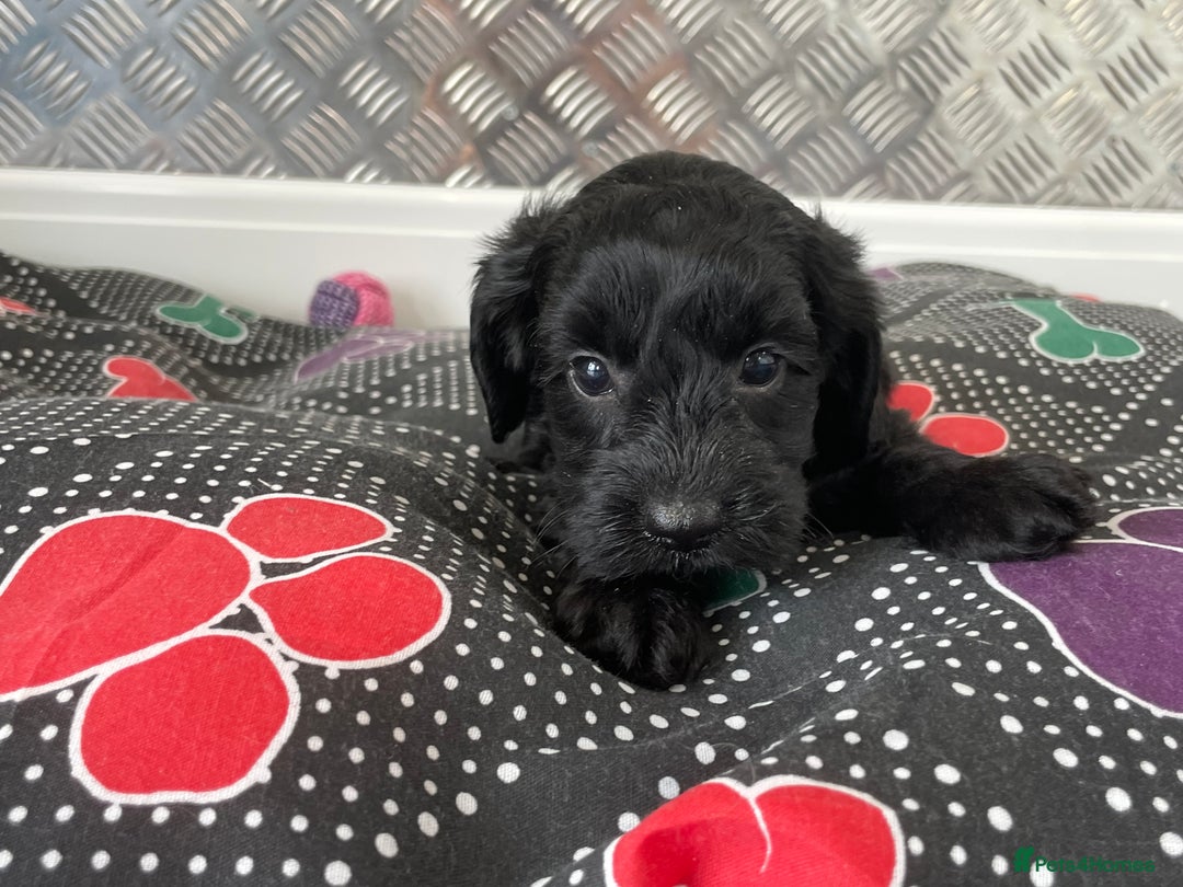 Cockapoo dogs for sale: F1 Cockapoos for sale  - Image 19