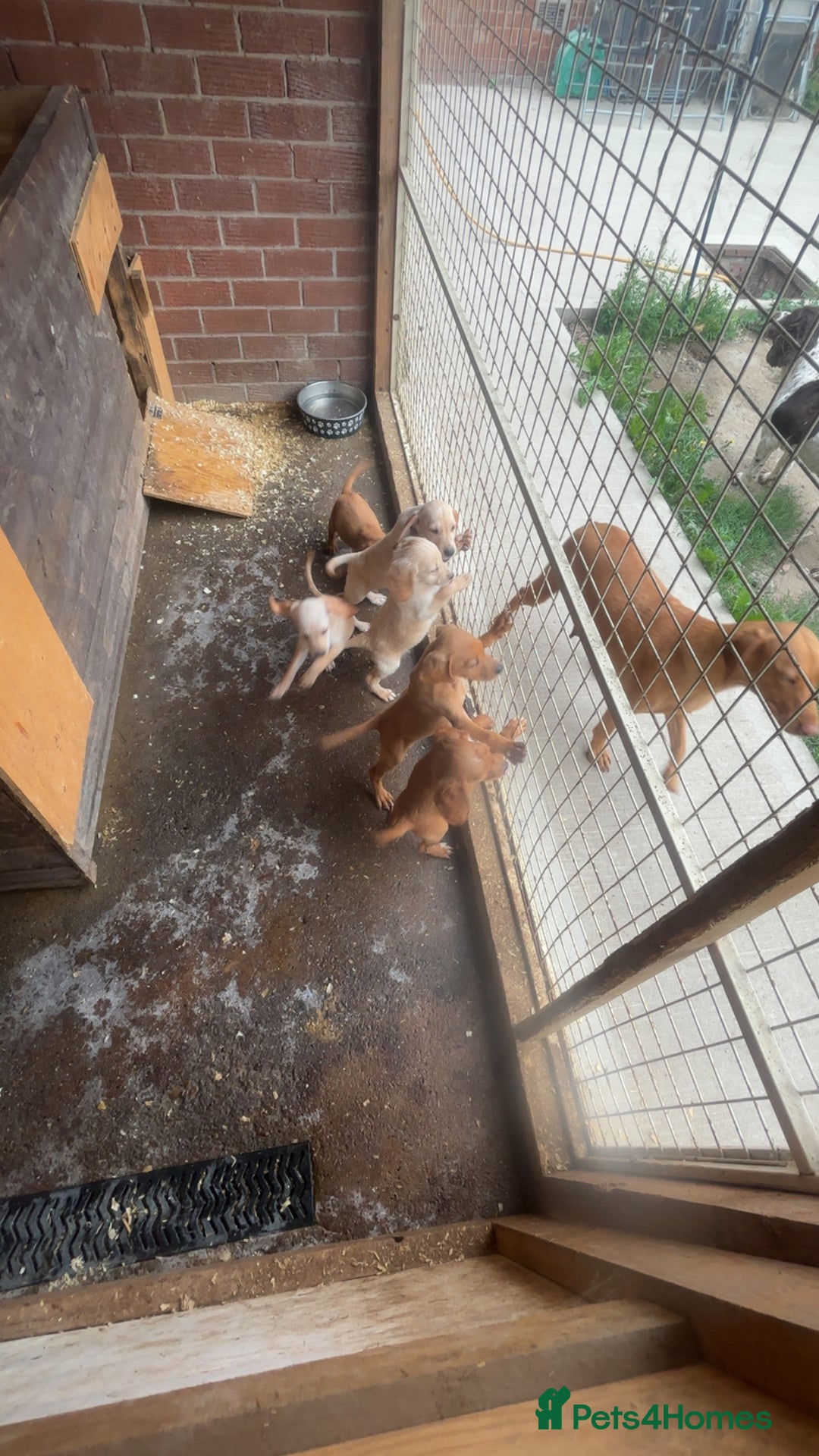 Mixed Breed dogs for sale: Beautiful Sprizla Puppies  - Image 14