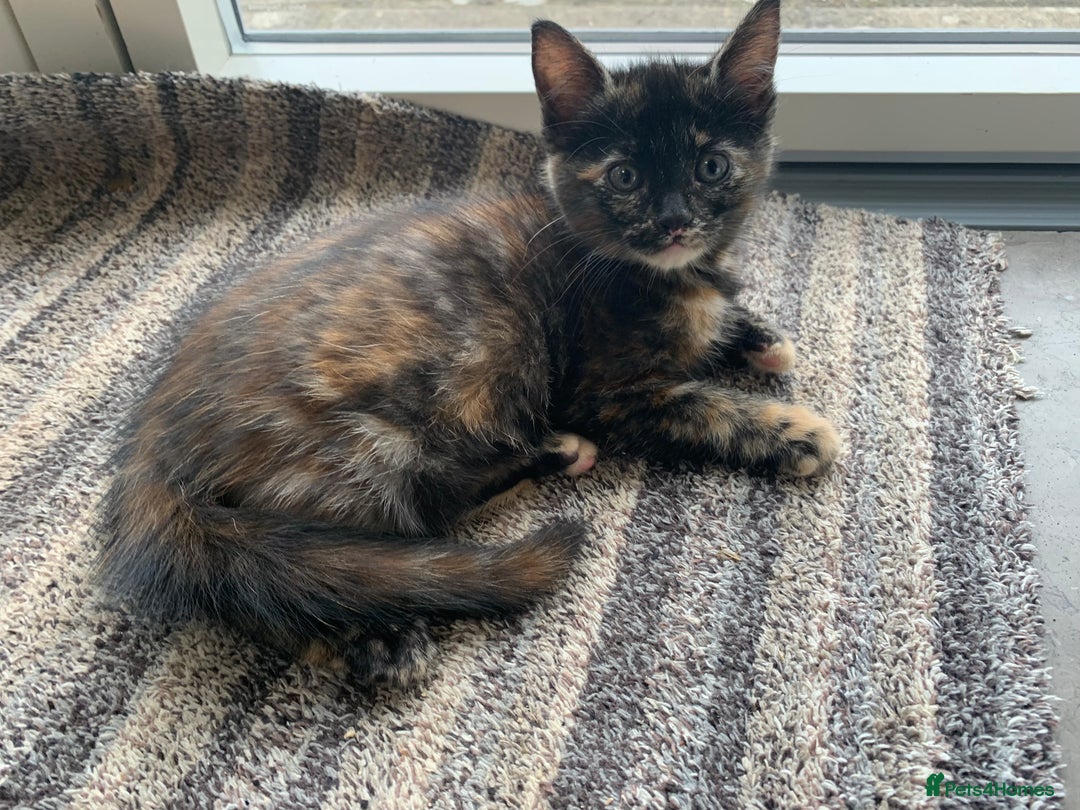Mixed Breed cats for sale: Cute playful kittens  - Image 10