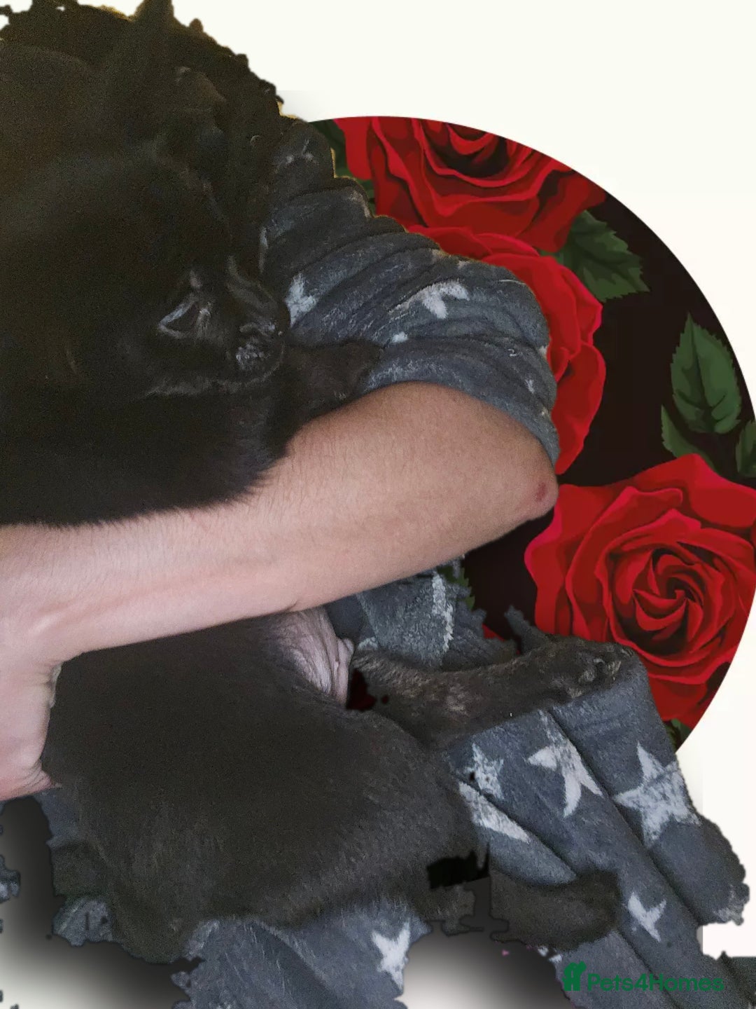 French Bulldog dogs for sale: ❤️⭐️  Adorable Frenchie poms ❤️⭐️ ONLY 3 LEFT ⭐️ - Advert 23